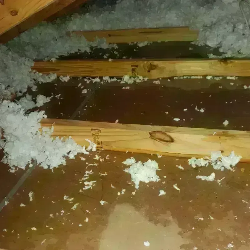 Attic Water Damage in North Augusta, SC